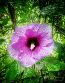 Rose Of Sharon Hibiscus Syriacus - Clicked in my garden during a drizzle 