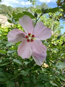 Rose of Sharon Hibiscus syriacus finally blooming in Florida