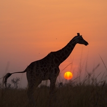 Rothschilds Giraffe Murchison Falls NP 