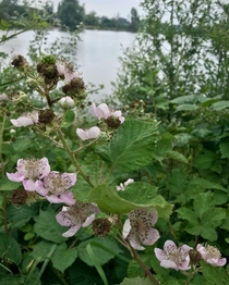 Rubus Fruticosus flowers by a lake pressaging the colour of an autumn blackberry smoothie