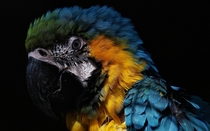ruffled macaw 