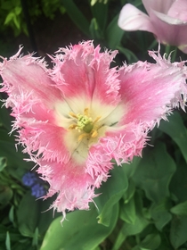 Ruffled Pink Tulip