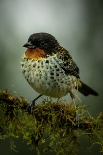 Rufous-throated Tanager 