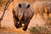 Running Rhino x-post from rpics 