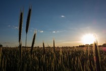 Rye field at sunset 