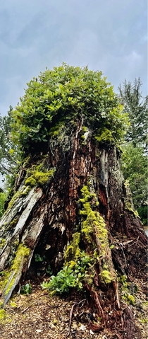 s Sitka Spruce stump cut during WW Salishan Oregon Coast 
