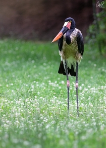 Saddle-billed stork Ephippiorhynchus senegalensis 