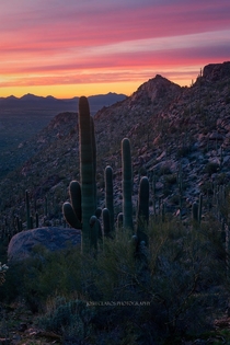Saguaro Afterglow Arizona 