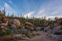 Saguaro National Park West Tucson AZ USA 