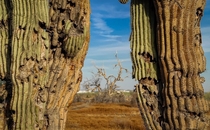 Saguaro - Phoenix Arizona