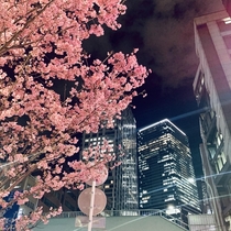 Sakura Tree in Shibuya Tokyo