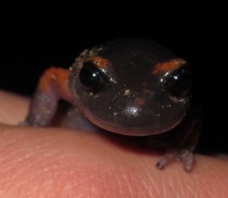 Salamander Ensatina sp 