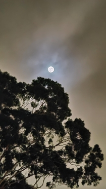 San Diego moon above the trees
