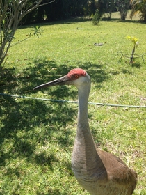 Sandhill Crane in my backyard 