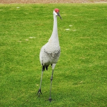 Sandhill Crane located in Florida while I was golfing