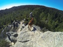 Santa Cruz Mountains hike with the dog  taken with GoPro Hero