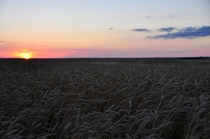 Saskatchewan field 