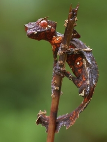 Satanic Leaf-Tailed Gecko x