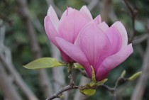 Saucer magnolias Magnolia soulangiana Alexandrina 
