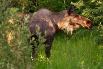 Saw a moose on my way home  Fairbanks AK 