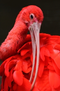 Scarlet ibis eudocimus ruber in captivity 