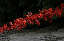 Scarlet ibis fly near the banks of a mangrove swamp located at the mouth of the Calcoene River on the coast of Amapa state northern Brazil on April   Photo credit Ricardo Moraes  Reuters 