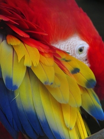 Scarlet Macaw Aracanga 