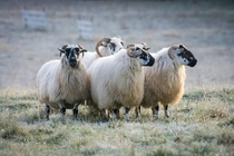 Scottish Blackface ewes 