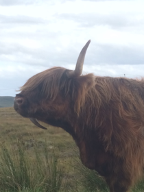 Scottish cow