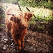 Scottish Highland Cow 