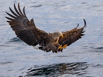Sea Eagle Photo credit to Zdenek Machacek