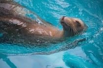 Sea Lion enjoying life 