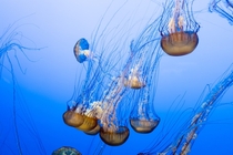Sea Nettle Jellies Chrysaora fuscescens 