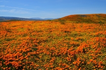 Sea of Flowers in Antelope Valley CA
