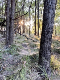 Sea of spider webs during lake sunset TX 