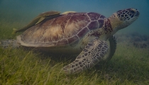 Sea Turtle in Akumal Mexico