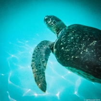 Sea Turtle Swimming in the Galapagos 