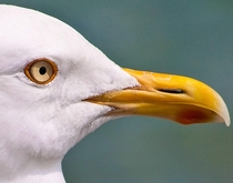 Seagull in Bruce Peninsula - NikonD