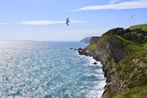Seagulls over the Dorset Coast West Lulworth UK 