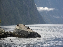 Seals chillin on a rock at Milford Sound NZ 