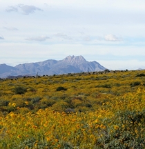 See a lot of super bloom recently from other states so I thought I should share what we have in AZ It may not as pretty as other places but probably unique to some people Superstition Mountains AZ 