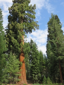 Sequoia National Park -  