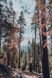 Sequoia National Park California 