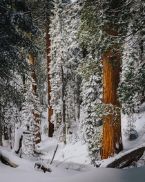 Sequoia National Park in Winter 