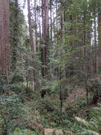Sequoia park Eureka CA OC 