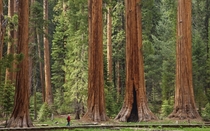 Sequoia Park Tulare CA