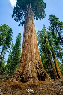 Sequoiadendron giganteum Giant Sequoias  OC