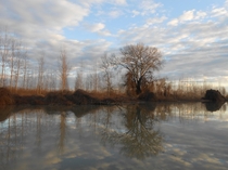 Serbia Belgrade - White poplar rises at high water level around The Danube river 