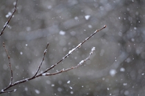 Settling snow on a birch branch in Tennessee 