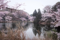 Shades of Pink Mitsuike Park Kanagawa Japan 